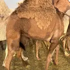 بكره كفو الموقع نجران