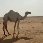بكره حقه للبيع