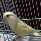 طير روز انثى