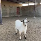 تيس قزم