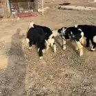 طليان نجد تربيه
