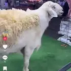 طلي صنف الصنف ومرفق صورة ابوه