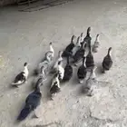 فروخ بط بلدي
