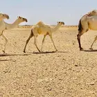 عشاير تنتين تحتهم بكره وقعود ع جميع الشروط