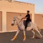 خيل