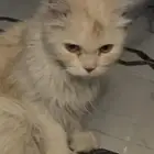 قط ضايع حصلته في المندق الباحه عندمسجدللتواصل