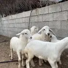 ثلوث المنظر