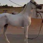 حصان شعبي ركوب جاهز