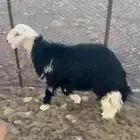 خروف فل شحم