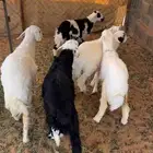 حريات