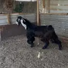 فحل عارضي
