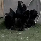 للبيع طقم دجاج براهما