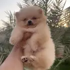جراوي بومرنيان