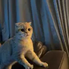 سكوتش دبل فولد ذكر