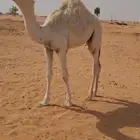 قعود على حليب امه الموقع رماح لتواصل