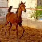 مهر واهو شيخ