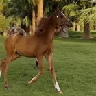 للبيع مهر واهو بدون أوراق