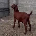 كلهاري بيور تم البيع