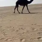 للبيع القحه طيبه جدا .