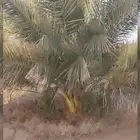 جثايث صقعي ومجدول