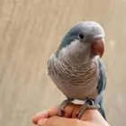 مفقود