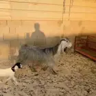 عنز عارضيه