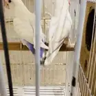 جوز روز منتج