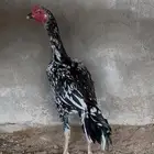 للبيع ديك سندي فوليا