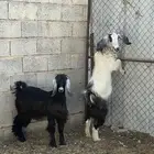 عنزين ( جذعة ) حمايس