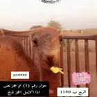 حوار حليب وحريات وسواكنيات