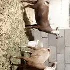 معزه مستوا فاخر دفيع