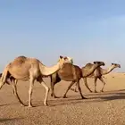 ابل للبيع ثلاث بكره وعشرا مبيوع والدها والقحه أم ثالث