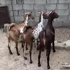 تيوس مخصيه للبيع
