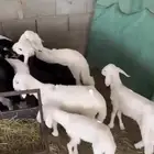 طليان دواغير للبيع