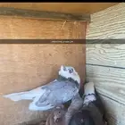 حمام قطفي معقد