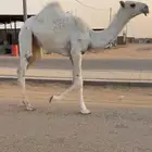 عشراء وضحاء حدرها بكره كفو منوة القناي