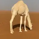 قعود لباني للبيع  شمال رماح