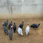 حجل