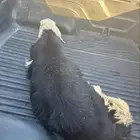 حائل