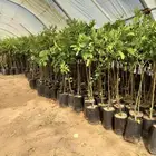 شتلات حمضيات برتقال ويوسفي ملكي