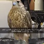 طير جير تبع 14 ب14 تزود تنقص شوي فرخ