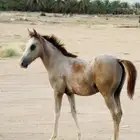 فرس شعبيه
