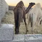 قعود البيع عمره سنه