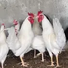 ديوك بلديه أصيله