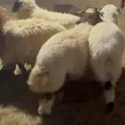 خرفان نعيم جذعان