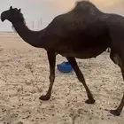 للبيع لقحه