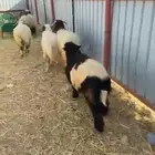 خرفان نعيم جبرة ومغلقة شحم