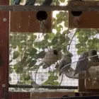 روز منتجين للبيع