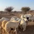 ضان حريه مراح واحد