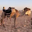 رحول طيبه